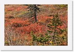 autum colors_7543 * 900 x 598 * (191KB)